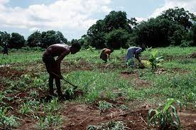 somali Agriculture and Livestock